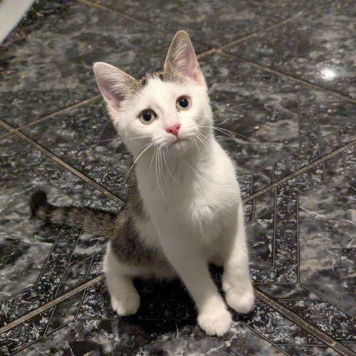Bonita