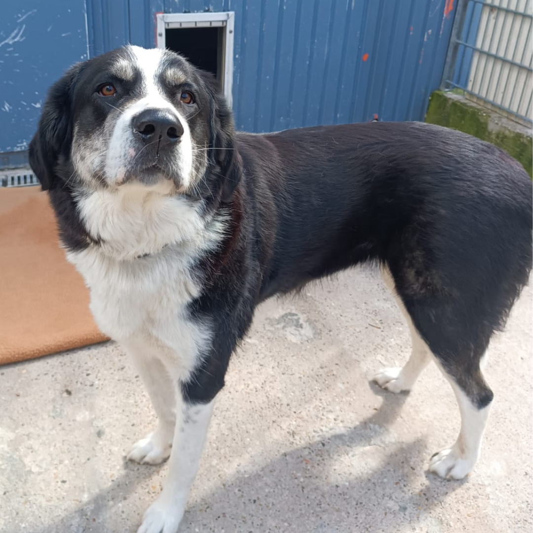 Fundhund 64753 Brombachtal/ Birkert