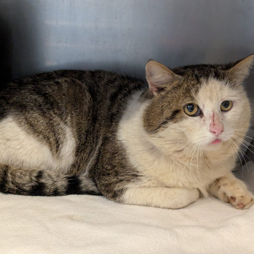 Fundkater 64385 Reichelsheim/ Ober-Ostern "Faust"