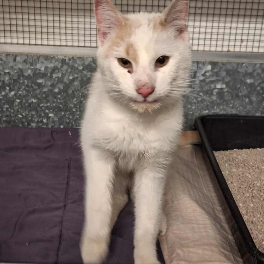 Fundkater 64711 Erbach "Slinky"