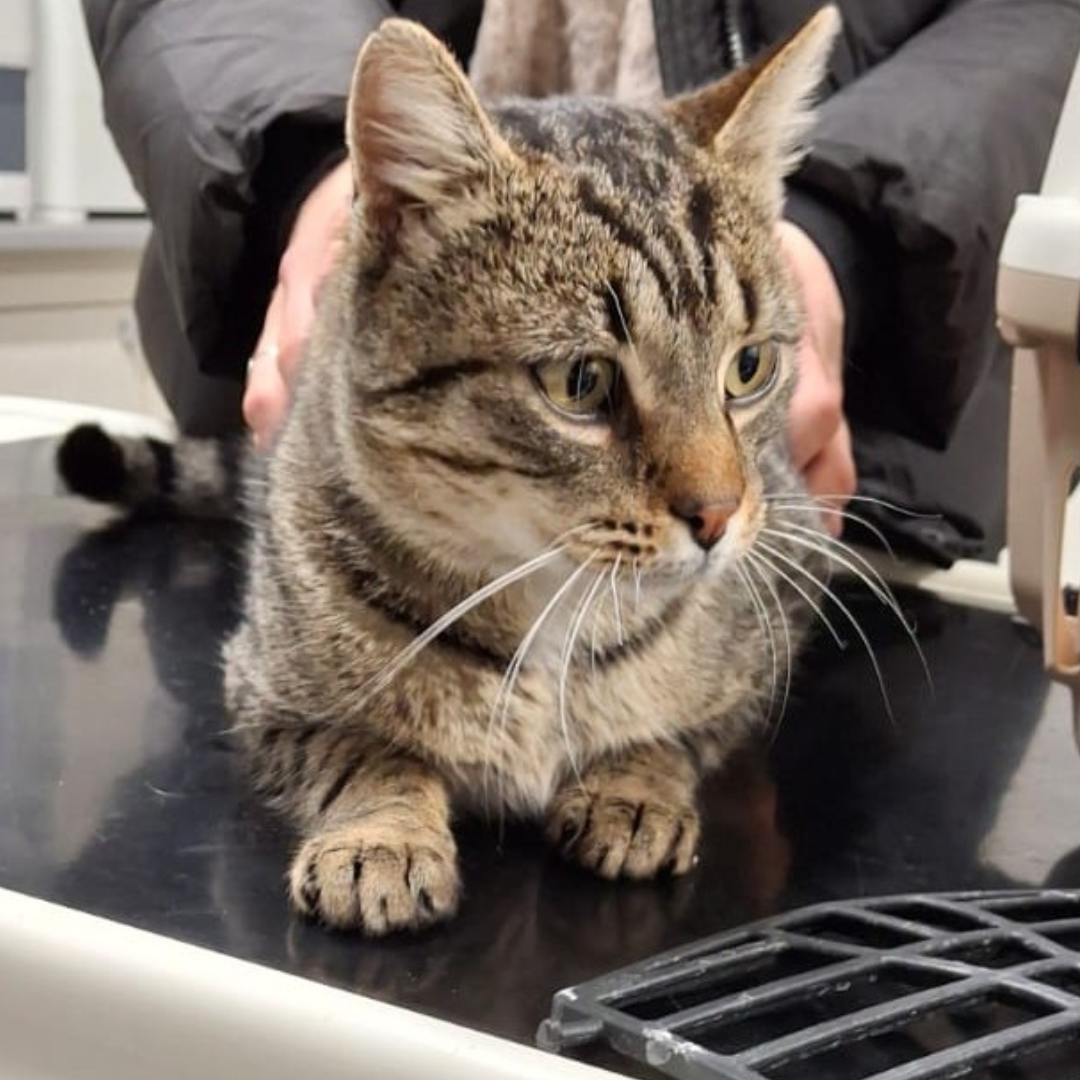 Fundkater 64720 Michelstadt/ Steinbach "Calzone"