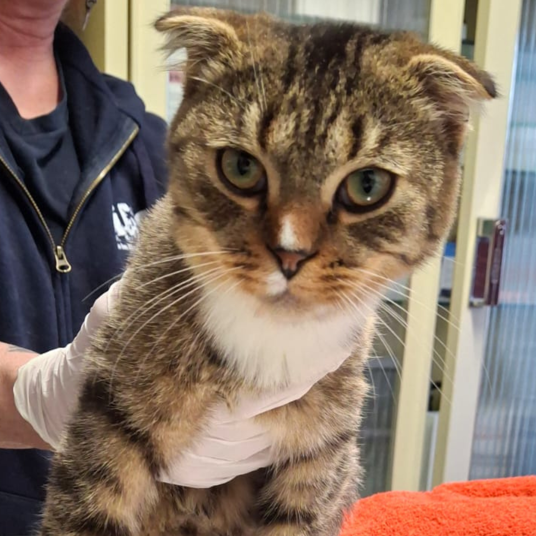 Fundkater 64720 Michelstadt/ Steinbach "Scott"