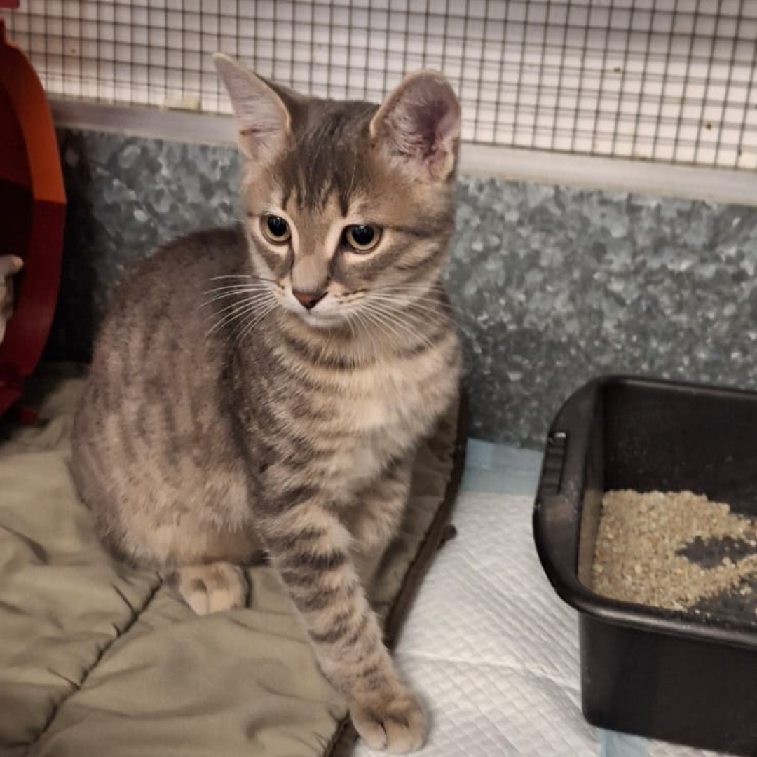 Fundkater 64732 Bad König "Pico"