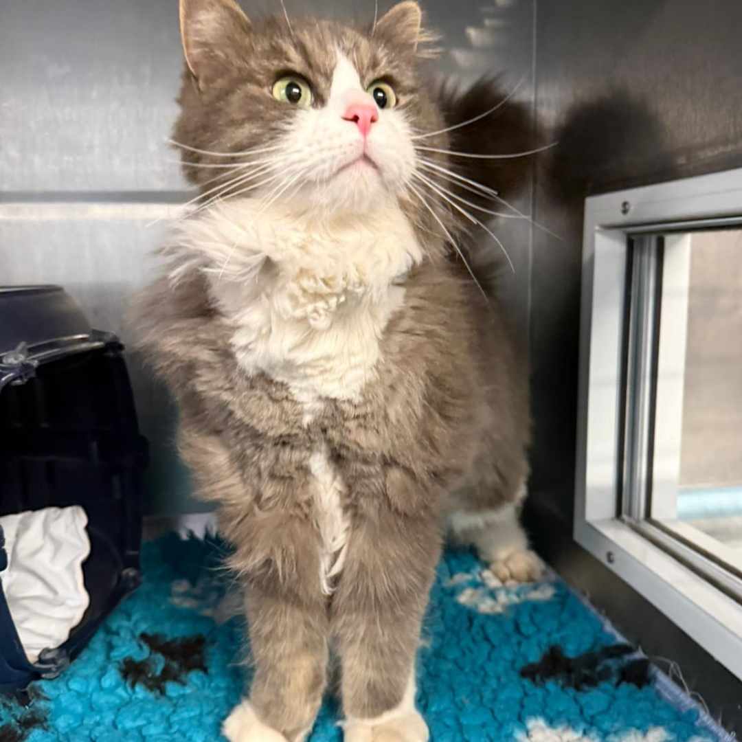 Fundkater 64753 Brombachtal "Rolf"