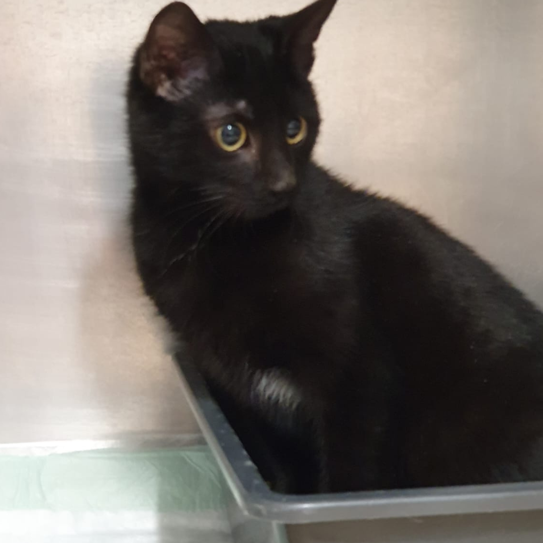 Fundkatze 64385 Reichelsheim "Annabelle"