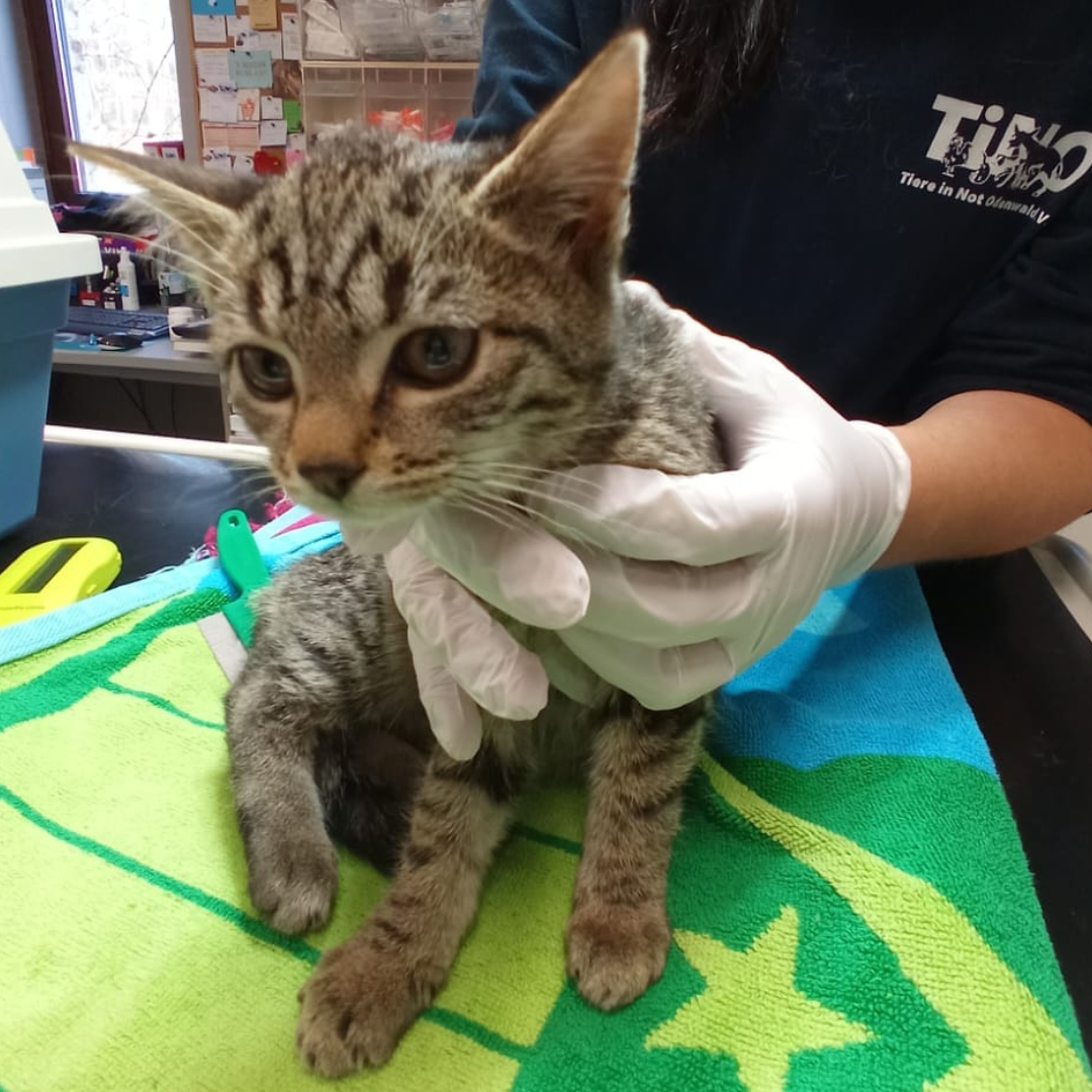 Fundkatze 64720 Michelstadt "Anna"