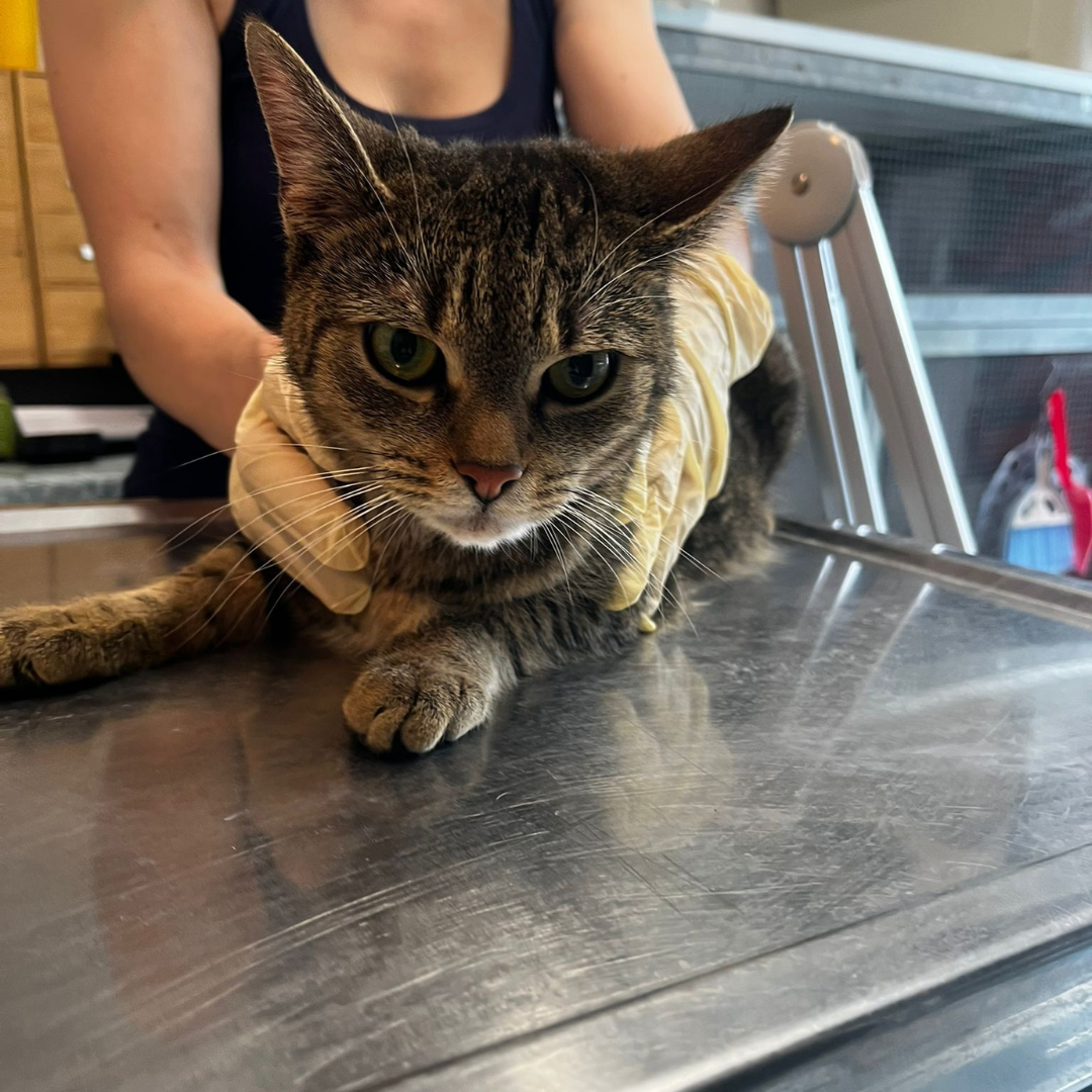 Fundkatze 64720 Michelstadt "Muriel"