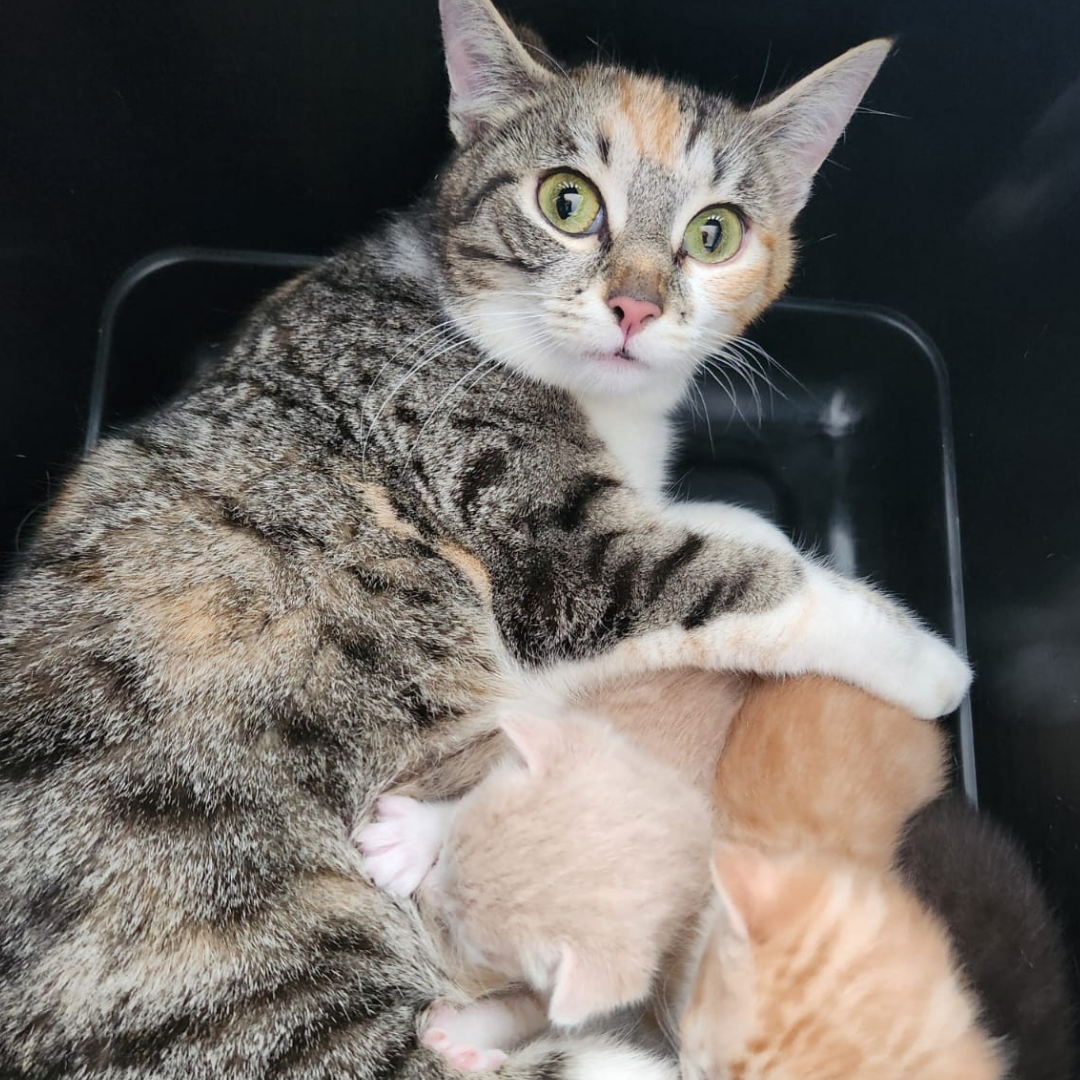 Fundkatze 64720 Michelstadt "Nüsja"