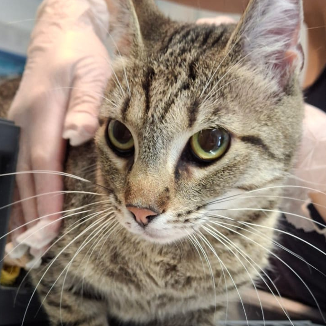 Fundkatze 64750 Lützelbach "Dona"