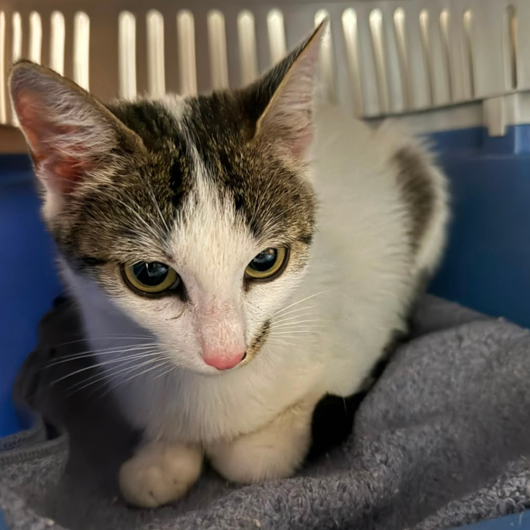 Fundkatze 64753 Brombachtal "Eneco"