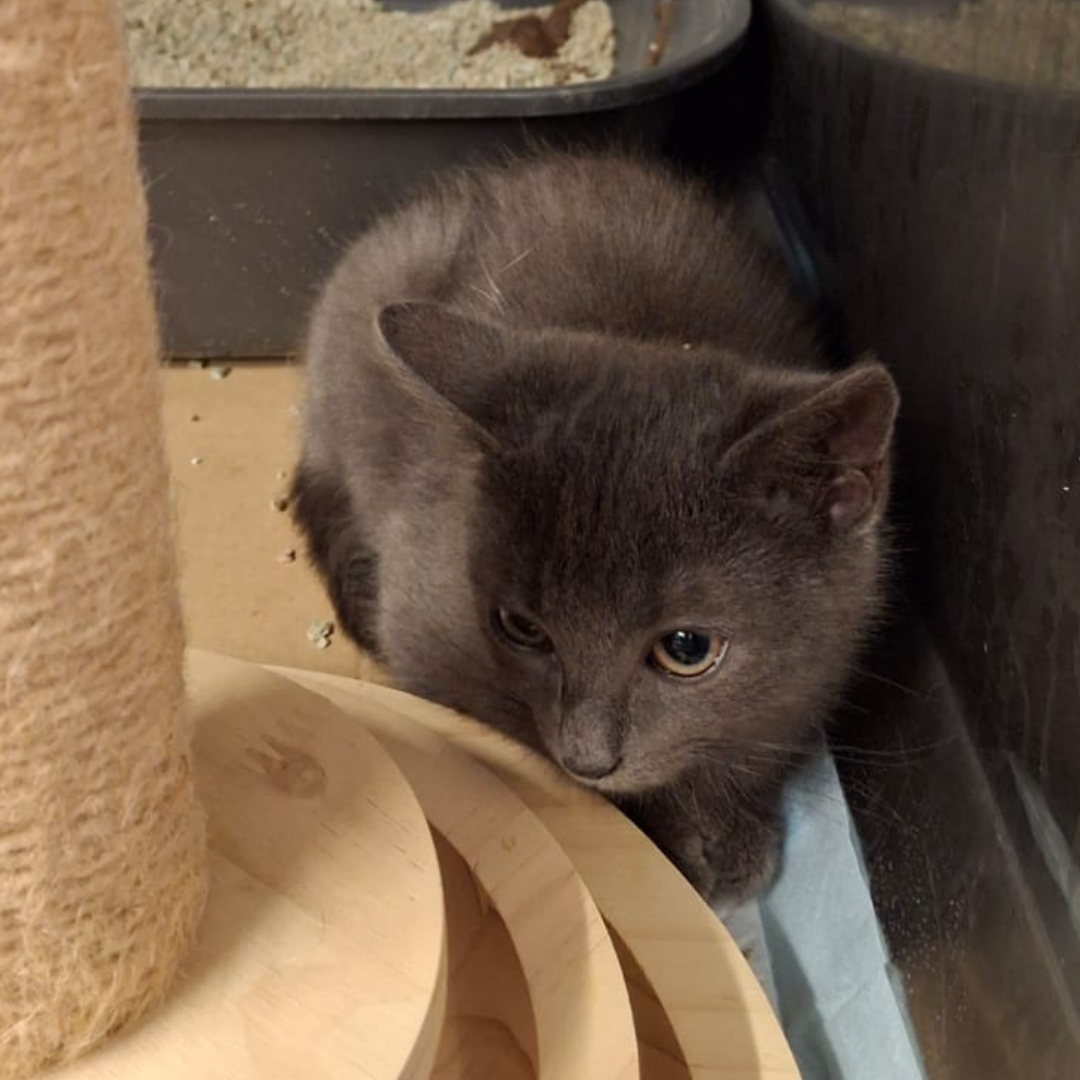 Fundkitten 64760 Oberzent "Fancy"