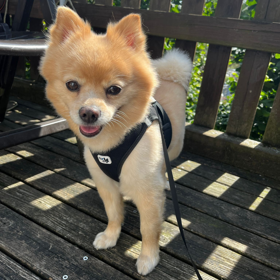 Max