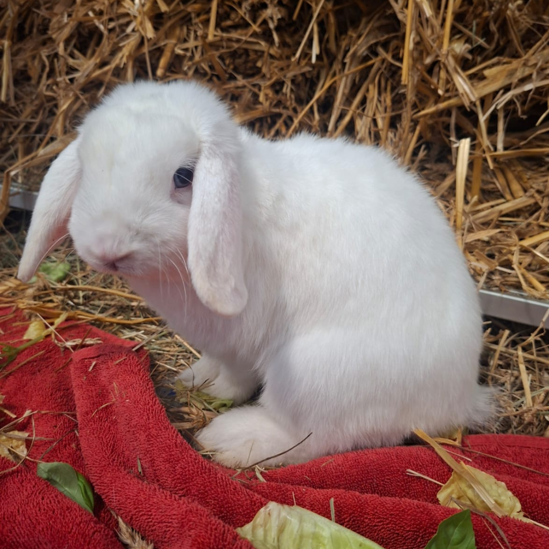 Mozzarella