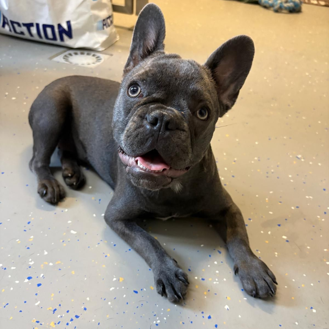 Nala