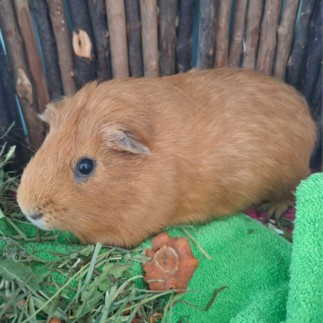 Pesto